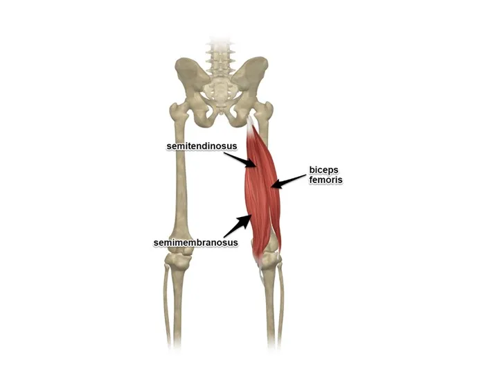 Hamstring tendinopathy, Hamstring Tendinopathy at Physio & More, Kingston